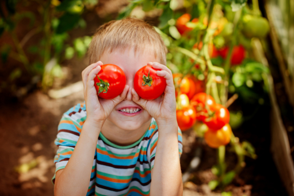 トマトを栽培して嫌いを克服しようとしている子供