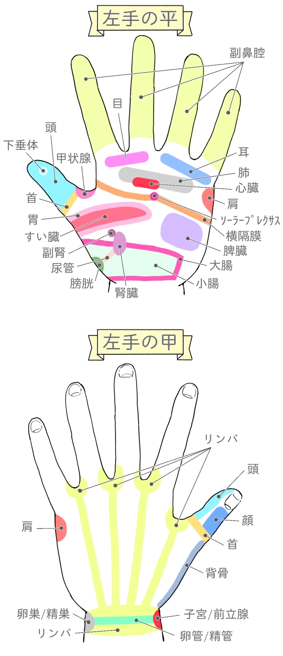 左の手のひらと甲の反射区