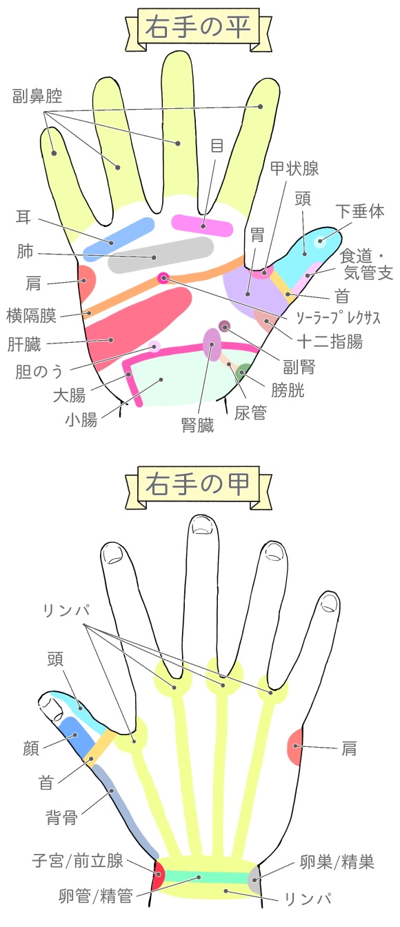 右手の平と甲の反射区の説明イラスト